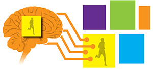 The brain is a limited-capacity processor