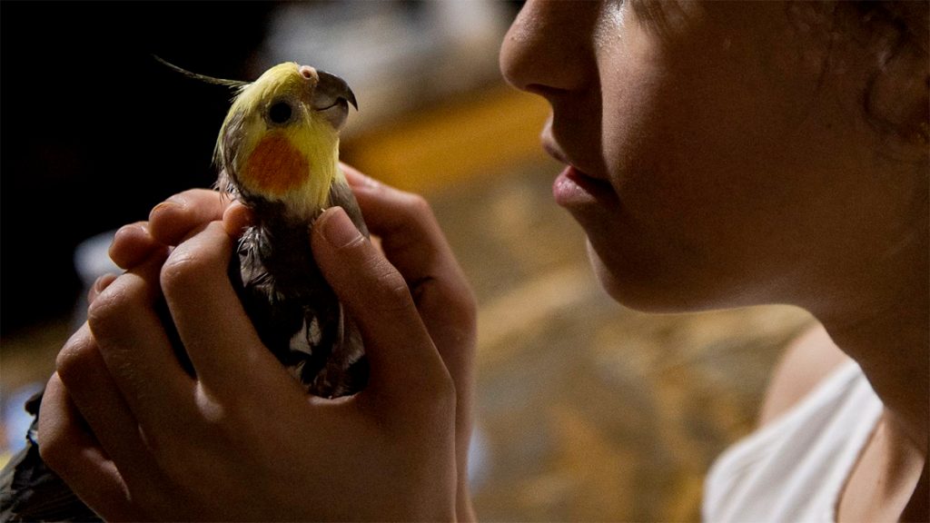 Nancy Ismael, 13, holds the family bird, Coocoo, who lives in a cage on top of the fridge, on Monday, June 22, 2020, in Sterling Heights, MI. Ismael lost her parents within weeks to Covid-19. Photo: Salwan Georges, winner of the POY 78 Photographer of the Year, International award | The Washington Post)