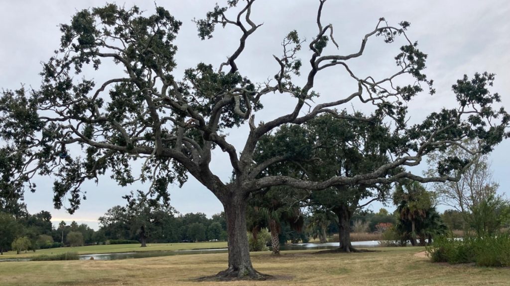 New Orleans City Park. Photo: Cristina Mislán