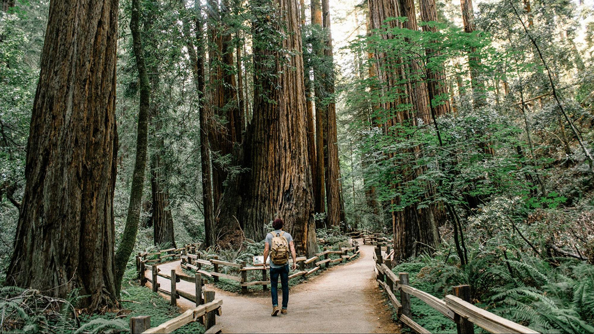 A man with a backpack stands on a trail in tall forest at a point where the path splits in two.