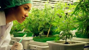 Female scientist observing a cannabis plant