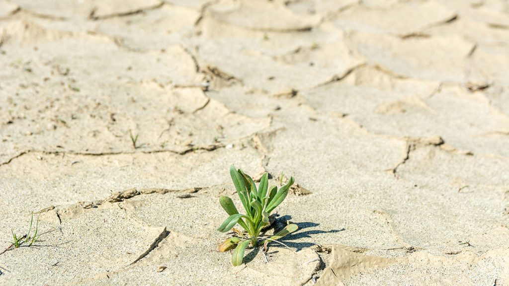 A small plant growing in the middle of a dried up landscape A small plant growing in the middle of a dried up landscape