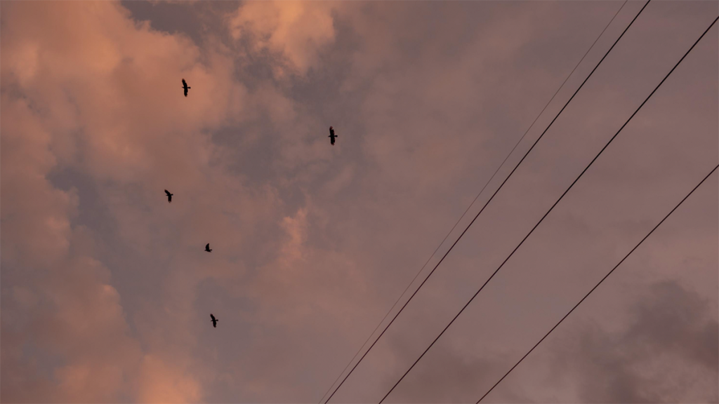 Birds flying over electrical lines.