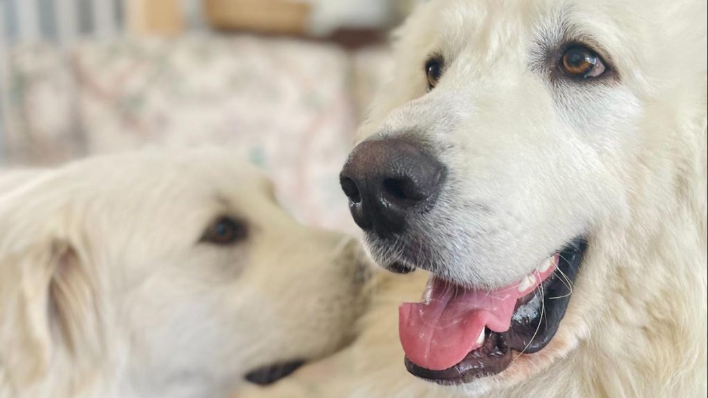 Carrie Jones with Bar Harbor Story in Maine shared a photo of her dogs, who really wanted a bite of the chocolates she received (they didn’t get any!) She also celebrated that her news business’s gross annualized revenue increased by 52% in 2025.